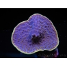 WYSIWYG Turbinaria reniformis 3 ( cm)