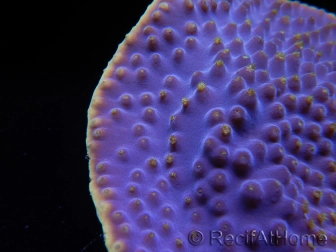 WYSIWYG Turbinaria reniformis 4 ( cm)