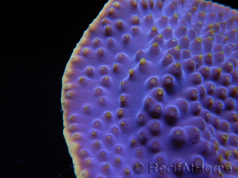 WYSIWYG Turbinaria reniformis 4 ( cm)
