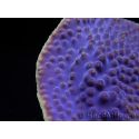 WYSIWYG Turbinaria reniformis 4 ( cm)