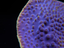 WYSIWYG Turbinaria reniformis 4 ( cm)