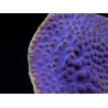 WYSIWYG Turbinaria reniformis 4 ( cm)