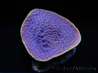 WYSIWYG Turbinaria reniformis 4 ( cm)