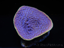 WYSIWYG Turbinaria reniformis 4 ( cm)
