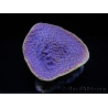 WYSIWYG Turbinaria reniformis 4 ( cm)