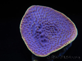 WYSIWYG Turbinaria reniformis 4 ( cm)