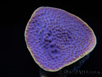 WYSIWYG Turbinaria reniformis 4 ( cm)