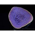 WYSIWYG Turbinaria reniformis 4 ( cm)