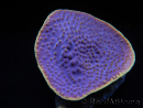 WYSIWYG Turbinaria reniformis 4 ( cm)