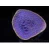 WYSIWYG Turbinaria reniformis 4 ( cm)