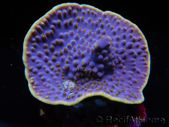 WYSIWYG Turbinaria reniformis 5 ( cm)