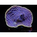 WYSIWYG Turbinaria reniformis 5 ( cm)
