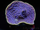 WYSIWYG Turbinaria reniformis 5 ( cm)