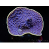 WYSIWYG Turbinaria reniformis 5 ( cm)