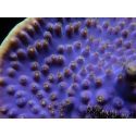 WYSIWYG Turbinaria reniformis 5 ( cm)