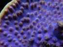 WYSIWYG Turbinaria reniformis 5 ( cm)