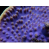 WYSIWYG Turbinaria reniformis 5 ( cm)