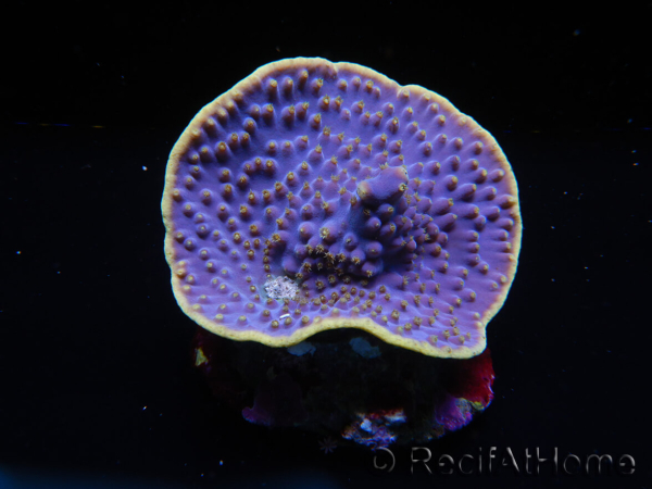 WYSIWYG Turbinaria reniformis 5 ( cm)