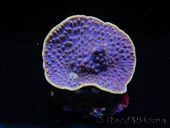 WYSIWYG Turbinaria reniformis 5 ( cm)