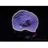 WYSIWYG Turbinaria reniformis 5 ( cm)