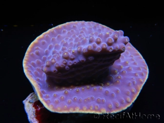 WYSIWYG Turbinaria reniformis 6 ( cm)
