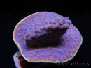 WYSIWYG Turbinaria reniformis 6 ( cm)