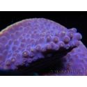 WYSIWYG Turbinaria reniformis 6 ( cm)