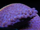 WYSIWYG Turbinaria reniformis 6 ( cm)