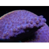 WYSIWYG Turbinaria reniformis 6 ( cm)