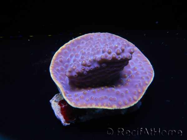 WYSIWYG Turbinaria reniformis 6 ( cm)