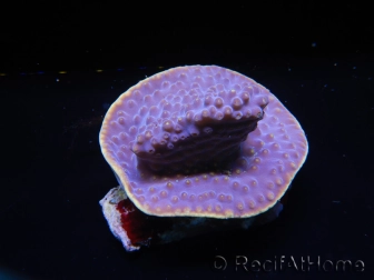 WYSIWYG Turbinaria reniformis 6 ( cm)