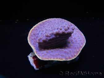 WYSIWYG Turbinaria reniformis 6 ( cm)