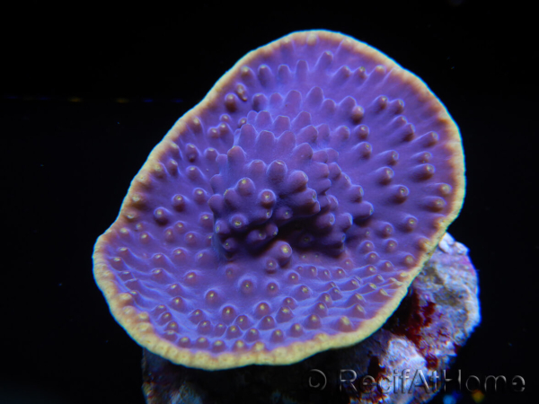 WYSIWYG Turbinaria reniformis 7 ( cm)