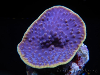 WYSIWYG Turbinaria reniformis 7 ( cm)