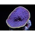 WYSIWYG Turbinaria reniformis 7 ( cm)