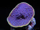 WYSIWYG Turbinaria reniformis 7 ( cm)