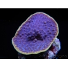 WYSIWYG Turbinaria reniformis 7 ( cm)