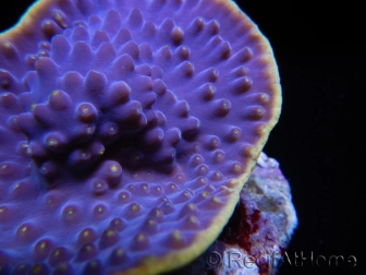 WYSIWYG Turbinaria reniformis 7 ( cm)