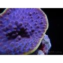 WYSIWYG Turbinaria reniformis 7 ( cm)