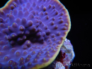 WYSIWYG Turbinaria reniformis 7 ( cm)