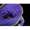 WYSIWYG Turbinaria reniformis 7 ( cm)