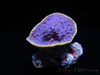 WYSIWYG Turbinaria reniformis 7 ( cm)