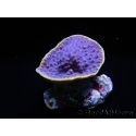 WYSIWYG Turbinaria reniformis 7 ( cm)
