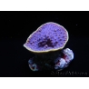 WYSIWYG Turbinaria reniformis 7 ( cm)