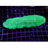 WYSIWYG Herpolitha limax (11 cm)