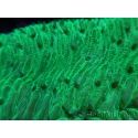 WYSIWYG Herpolitha limax (11 cm)