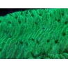 WYSIWYG Herpolitha limax (11 cm)