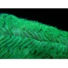 WYSIWYG Herpolitha limax (11 cm)