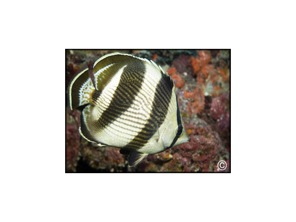 Chaetodon striatus