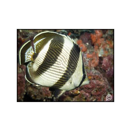 Chaetodon striatus